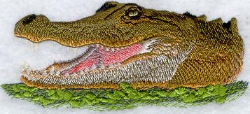 American Alligator Head