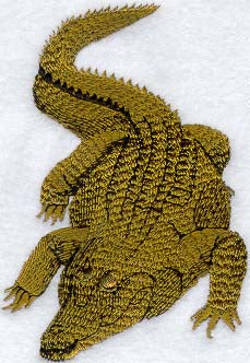 Nile Crocodile