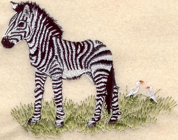 Baby Zebra