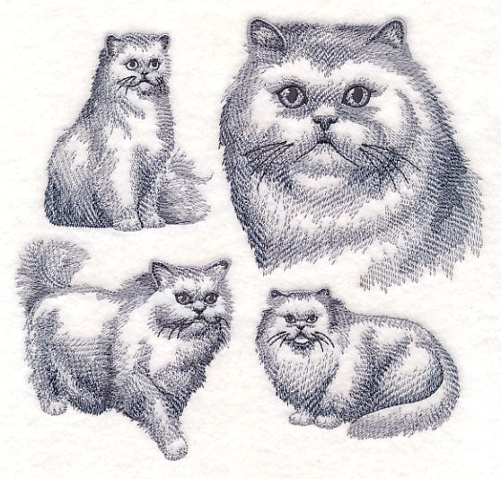 Persian Cat Sketch