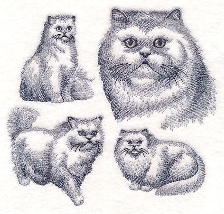 Persian Cat Sketch