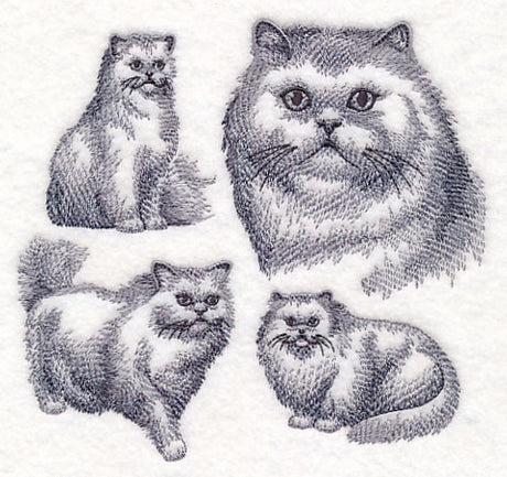 Persian Cat Sketch