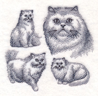 Persian Cat Sketch