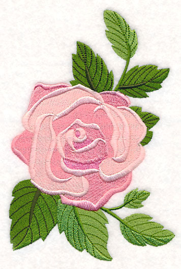 Rose Bloom