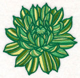 Delicate Garden Succulent