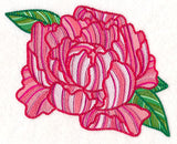 Delicate Garden Peony