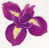 Heart of Irises Single