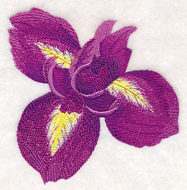 Heart of Irises Single