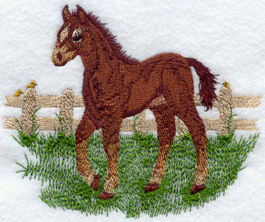 Baby Horse In Pasture