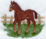 Baby Horse In Pasture