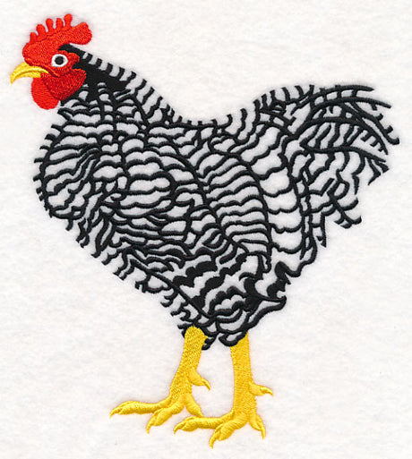 Barred Plymouth Rock Rooster