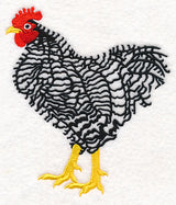 Barred Plymouth Rock Rooster