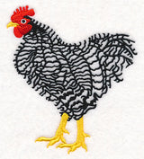Barred Plymouth Rock Rooster