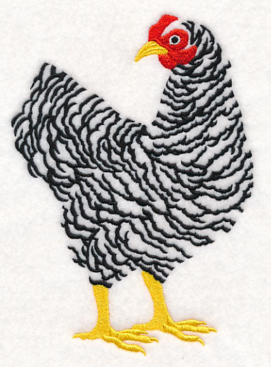 Barred Plymouth Rock Hen