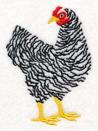 Barred Plymouth Rock Hen