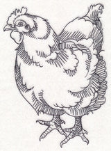 Farm Animal Sketch - Chicken