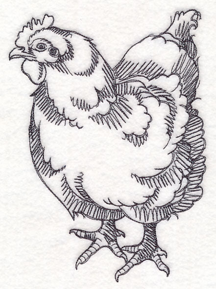 Farm Animal Sketch - Chicken