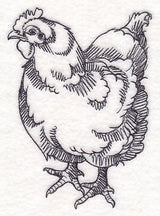 Farm Animal Sketch - Chicken