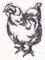 Farm Animal Sketch - Chicken
