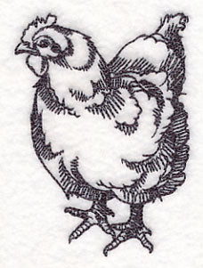 Farm Animal Sketch - Chicken