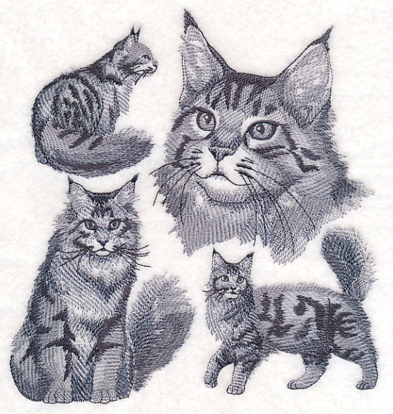 Maine Coon Cat Sketch