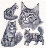 Maine Coon Cat Sketch