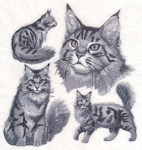 Maine Coon Cat Sketch