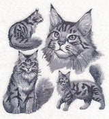 Maine Coon Cat Sketch