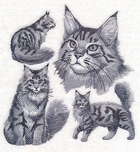 Maine Coon Cat Sketch