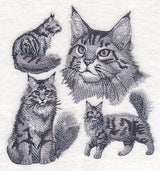 Maine Coon Cat Sketch
