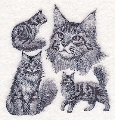 Maine Coon Cat Sketch