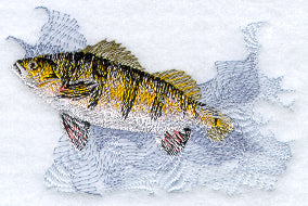 Yellow Perch