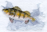 Yellow Perch