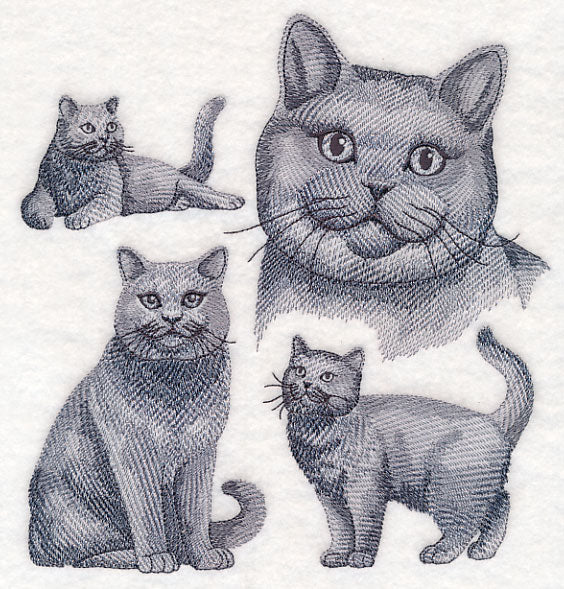 British Shorthair Cat Sketch