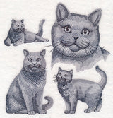 British Shorthair Cat Sketch