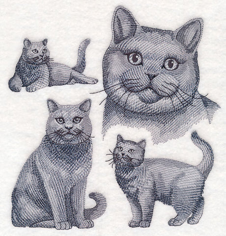 British Shorthair Cat Sketch