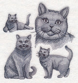 British Shorthair Cat Sketch