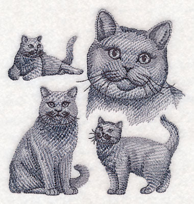 British Shorthair Cat Sketch
