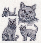 British Shorthair Cat Sketch