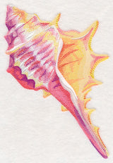 Conch Shell in Watercolor