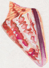 Cone Shell in Watercolor