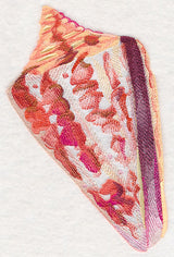 Cone Shell in Watercolor