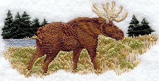 Moose In Meadow