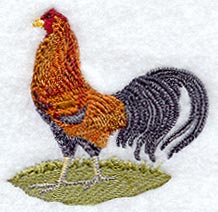 Fashion Rooster 4