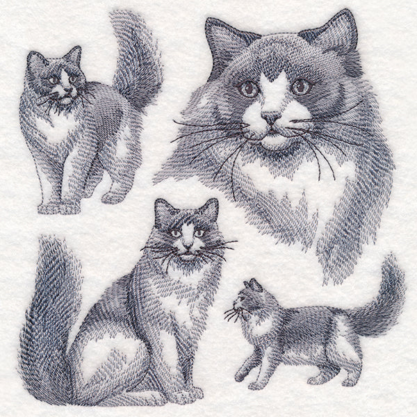 Ragdoll Cat Sketch