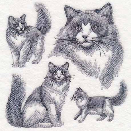 Ragdoll Cat Sketch