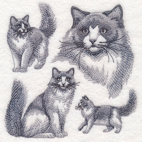 Ragdoll Cat Sketch