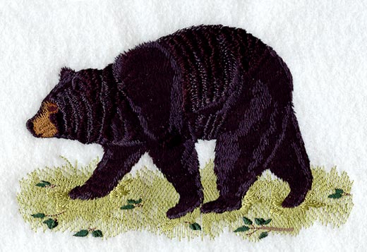 Black Bear