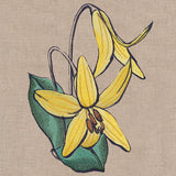 Flowers of the Forest - Trout Lily