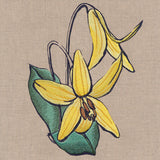 Flowers of the Forest - Trout Lily